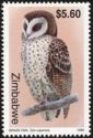 African Grass Owl (Tyto capensis)
